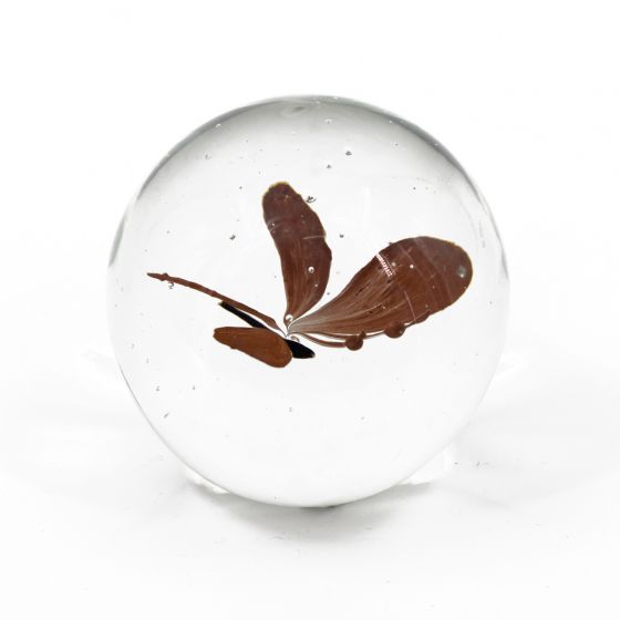 Vlinder in glas Roest(8x8x8cm)
