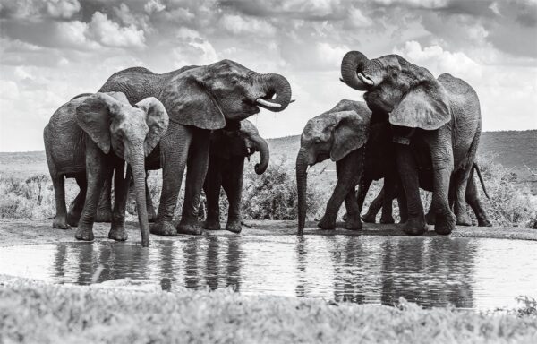 Schilderij tempered glass olifanten